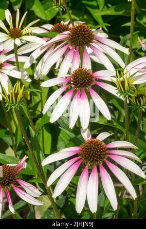 Fiori bianchi Echinacea 'ombrelloni Pretty', Pink Center Halo fiori belle teste di fiori di Echinacea purpurea Foto Stock