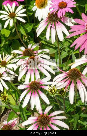 Bella Echinacea 'Pretty ombrelloni', Echinacea bianca purpurea, fiore Foto Stock