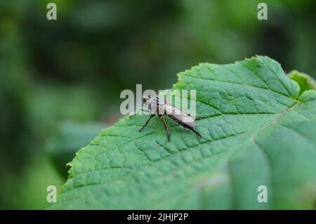 Rapina volare (Neoitamus cyanurus) in attesa di preda su una foglia di noce, Estate, Artvin - Turchia Foto Stock