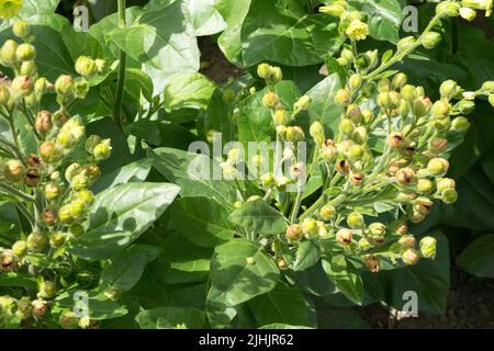 Tabacco azteco selvatico, Nicotiana rustica, Mapacho, tabacco selvatico, piante medicinali, Tabacco sacro fioritura Foto Stock