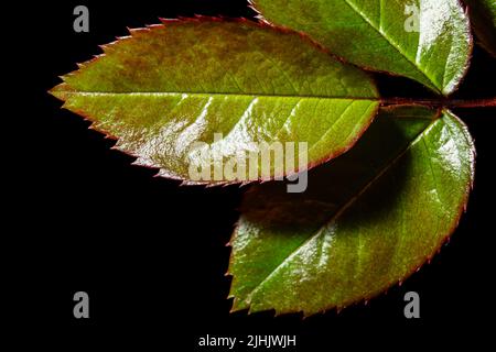 nuove foglie verdi di roseto isolato su sfondo nero. Foto macro. Foto Stock