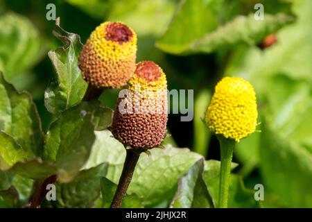 Pianta commestibile, Spilanthes, Acmella oleracea Foto Stock