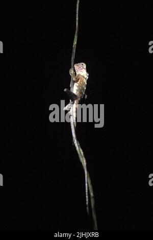 Lucertola d'anglehead Borneo selvaggia (Gonocephalus bornensis) che si arrampica sulle radici aeree nel Parco Nazionale Kutai, Kalimantan orientale, Indonesia. Foto Stock