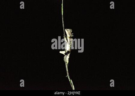 Lucertola d'anglehead Borneo selvaggia (Gonocephalus bornensis) che si arrampica sulle radici aeree nel Parco Nazionale Kutai, Kalimantan orientale, Indonesia. Foto Stock