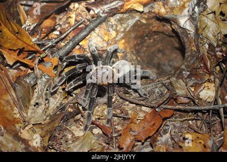 La tarantola nera Borneo fuori dal suo burrow sul pavimento della foresta pluviale nel Parco Nazionale Kutai, Kalimantan Orientale, Indonesia. Foto Stock