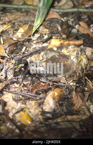 La tarantola nera Borneo fuori dal suo burrow sul pavimento della foresta pluviale nel Parco Nazionale Kutai, Kalimantan Orientale, Indonesia. Foto Stock