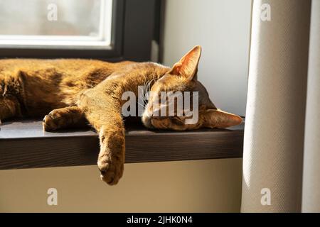 Uno zenzero pigro gatto abissino che dorme sul davanzale Foto Stock