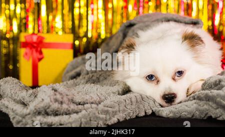 Soffice cane bianco che giace in coperta calda sullo sfondo di scintillante tinsel. Adorabile spitz riposante avvolto in plaid grigio e guardante intorno a Capodanno Foto Stock