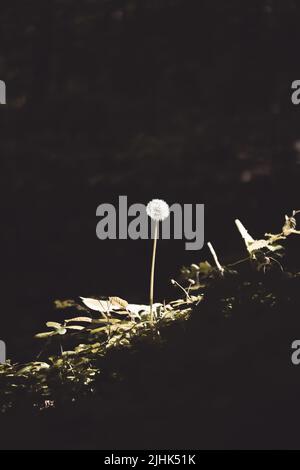 Dente di leone con burst che attraversa appena sopra in boschi scuri Foto Stock