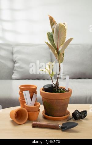 Ficus elastica Roxb. Ex Ornem o pianta indiana di gomma in vaso di argilla Foto Stock