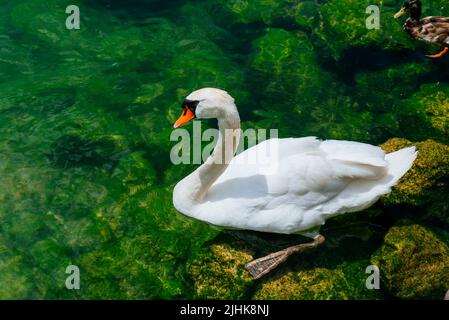 Il cigno muto, Cygnus olor, è una specie di cigno appartenente alla famiglia degli uccelli acquatici Anatidae. Nago-Torbole, Trentino-Alto Adige/Südtirol, i Foto Stock