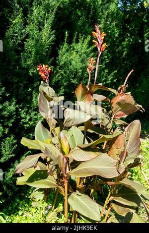 Canna 'Cavaliere Nero' in giardino Foto Stock