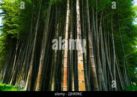 Vista dal basso degli splendidi alberi di bambù verde contro il cielo blu in una giornata di sole Foto Stock