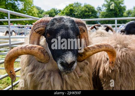 Pecora scozzese di faccia nera in una penna ad uno spettacolo agricolo Foto Stock