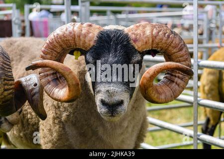 Pecora scozzese di faccia nera in una penna ad uno spettacolo agricolo Foto Stock
