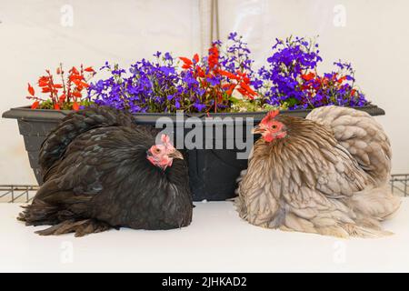 Nero e lavanda pekin silkie pollo arrosto Foto Stock