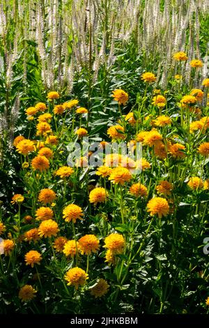 Falso girasole, Heliopsis helianthoides Asahi, giallo, Ehiopsis, Giardino, Misto, Fiori Foto Stock