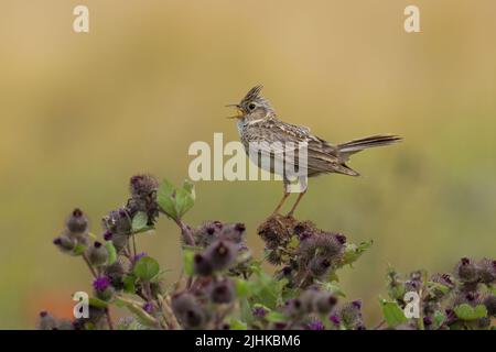 Skylark-Alauda arvensis perches on Burdock-Arctium in full song. Foto Stock