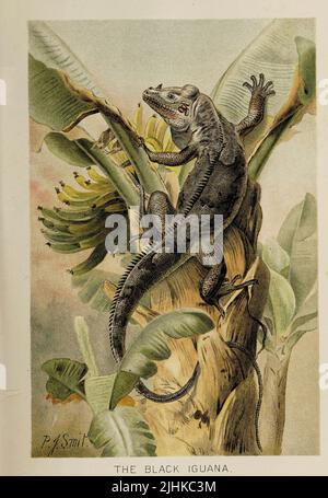 Il Black Iguana Ctenosaura similis, comunemente noto come l'iguana nera a coda di rondine, è un lucertola originario del Messico, dell'America Centrale, e di alcune isole colombiane nel Mar dei Caraibi e nell'Oceano Pacifico dalla storia naturale reale CURATA DA RICHARD LYDEKER Volume V 1896 Foto Stock