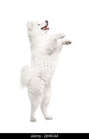 Ritratto di cane di razza, soffice bianco neve samoiattolo isolato su sfondo bianco studio. Concetto di animale, animali domestici, cura, moda, annuncio Foto Stock