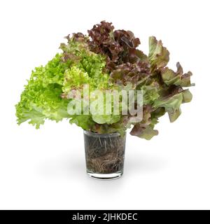 Tazza di vetro con una variante di tre tipi di lattuga fresca radicata isolato su sfondo bianco Foto Stock