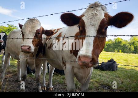 Gruppo di curioso marrone e bianco mucche dietro filo spinato nel prato in Olanda Foto Stock