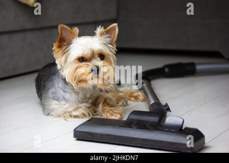 Aspirapolvere e cane su moquette sporca in cucina Foto stock - Alamy