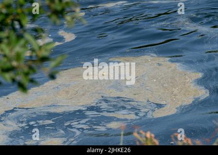 Slough, Berkshire, Regno Unito. 19th luglio 2022. Inquinamento sul fiume Jubilee a Slough nella giornata più calda mai registrata, quando le temperature raggiungono i 40 gradi in Inghilterra. L'Agenzia per l'ambiente chiede ora di imprigionare i direttori delle compagnie idriche inquinanti. Il fiume Jubilee è utilizzato regolarmente da nuotatori in acque aperte ed è un paradiso per gli uccelli migratori. Credit: Maureen McLean/Alamy Live News Foto Stock