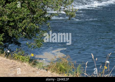 Slough, Berkshire, Regno Unito. 19th luglio 2022. Inquinamento sul fiume Jubilee a Slough nella giornata più calda mai registrata, quando le temperature raggiungono i 40 gradi in Inghilterra. L'Agenzia per l'ambiente chiede ora di imprigionare i direttori delle compagnie idriche inquinanti. Il fiume Jubilee è utilizzato regolarmente da nuotatori in acque aperte ed è un paradiso per gli uccelli migratori. Credit: Maureen McLean/Alamy Live News Foto Stock