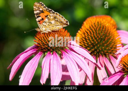 Luglio farfalla sulla testa fiore Cornflower Echinacea purpurea dipinta lady farfalla Foto Stock