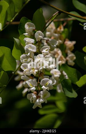 Primo piano di un fiore di una robinia, chiamato anche albero di locusta o Robinia pseudoacacia Foto Stock