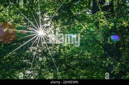 Sunbeam e le sue luci colorate brillano attraverso i boschi primaverili in North Branch, Minnesota USA. Foto Stock