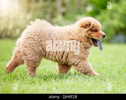 HES è sempre entusiasta di esplorare la natura. Un carino cane da traino sul prato all'aperto. Foto Stock