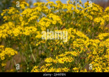 Il ragwort, una pianta selvaggia con bei fiori gialli, ma anche una pianta velenosa per i mammiferi. Foto Stock