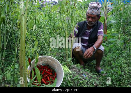 Lalitpur, Nepal. 19th luglio 2022. Il 19 luglio 2022 a Lalitpur, Nepal. Un uomo raccoglie il peperoncino rosso nella fileld dell'antica valle del khokhana per tesserlo e asciugarlo. (Foto di Abhishek Maharjan/Sipa USA) Credit: Sipa USA/Alamy Live News Foto Stock