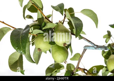 Un ramo di pera con frutta e foglie, evidenziato su sfondo bianco. Foto Stock