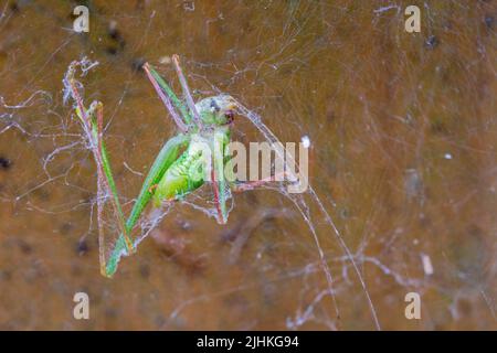 Grasshoper verde in ragnatela sul cancello del giardino cricket di cespuglio macchiato (leptophys punctatissima) puntini neri minuscoli che ricoprono il corpo, ha gambe spindly lunghe Foto Stock