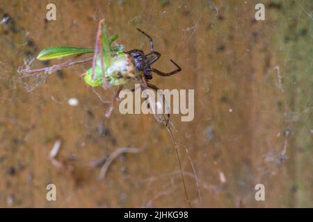 Grasshoper verde in ragnatela sul cancello del giardino cricket di cespuglio macchiato (leptophys punctatissima) puntini neri minuscoli che ricoprono il corpo, ha gambe spindly lunghe Foto Stock