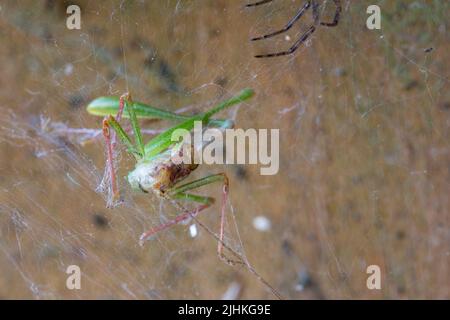 Grasshoper verde in ragnatela sul cancello del giardino cricket di cespuglio macchiato (leptophys punctatissima) puntini neri minuscoli che ricoprono il corpo, ha gambe spindly lunghe Foto Stock