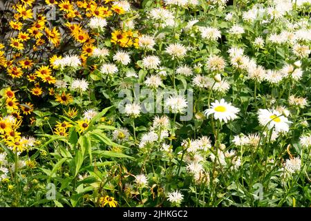 Piante erbacee Bianco, Monarda, Falso girasole, Giardino, Hardy, Perenni, fioritura, colorati, Fiori Foto Stock