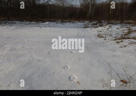 Tracce di animali selvatici nella neve in una giornata di sole Foto Stock