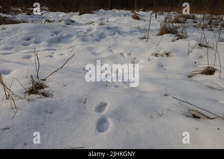 Tracce di animali selvatici nella neve in una giornata di sole Foto Stock