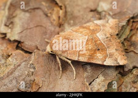 Primo piano dettagliato sulla falena di owlet Dun-bar marrone chiaro, cosmia trapezina, seduta su una foglia secca Foto Stock