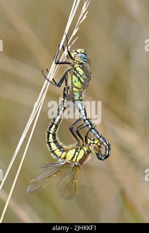 Coppia di accoppiamento Hairy Dragonfly (Brachytron pratense), Somerset, May, England Foto Stock
