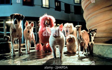 Il babe, il Pink Poodle, BABE: pig nella città, 1998 Foto Stock