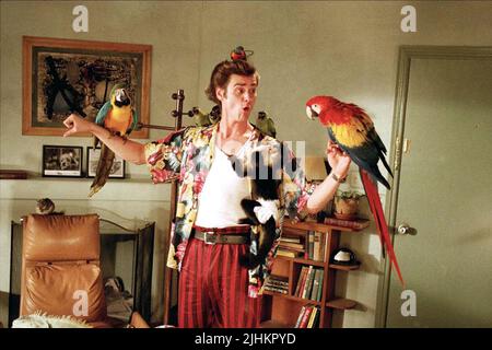 JIM CARREY, pappagalli, Ace Ventura: l'acchiappanimali, 1994 Foto Stock