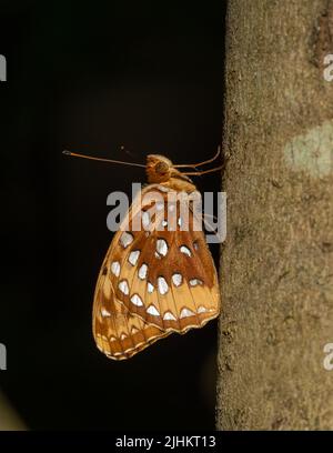 Grande fritillario Spangled sul tronco dell'albero Foto Stock