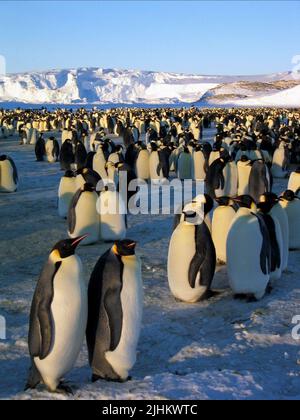 Antartico pinguini imperatore, marzo dei pinguini, 2005 Foto Stock