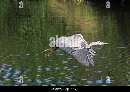 Flying Heron Wildlife sulla riva del canale Bridgewater, Grappenhall/Thelwall, Warrington, Cheshire, Inghilterra, Regno Unito, WA4 2TB Foto Stock