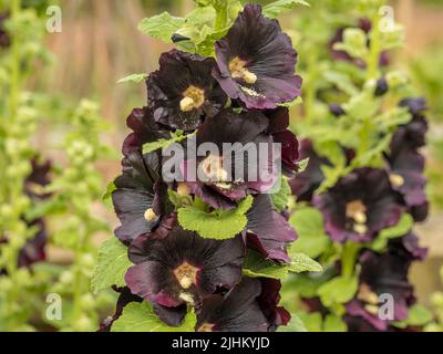 I fiori di colore marrone scuro di Alcea rosea 'Nigra' comunemente conosciuto come hollyhocks che crescono in un giardino britannico. Foto Stock